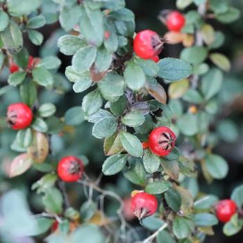 Cotoneaster buxifolia 'Silverstone&trade;' 