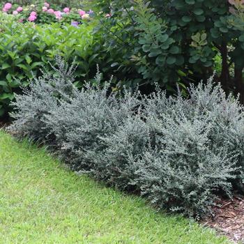 Cotoneaster buxifolia 'Silverstone&trade;' (330830)