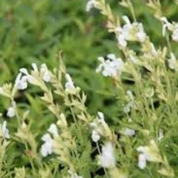 Salvia greggii 'Alba' 