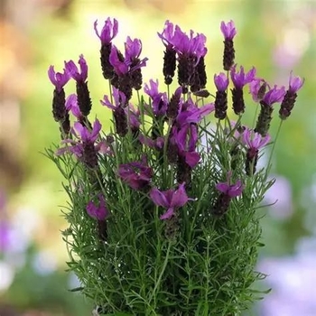 Lavandula angustifolia 'Berry Bountiful' PPAF