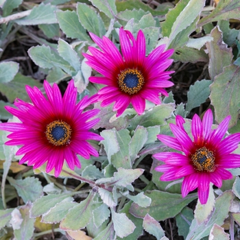 Arctotis 'Purple' 