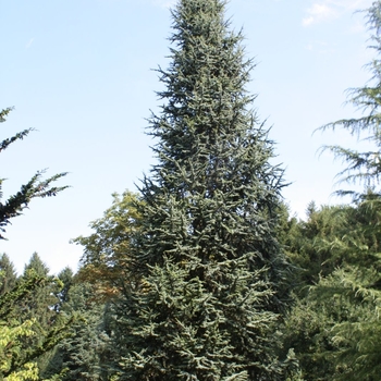 Cedrus atlantica 'Fastigiata' 