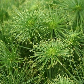 Cyperus 'Cleopatra' 