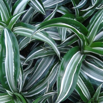 Dracaena fragrans 'Jade Jewel'