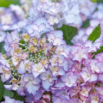 Hydrangea macrophylla 'Camch045' PP22,193