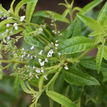 Aloysia citriodora