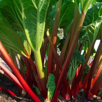Rheum rhabarbarum