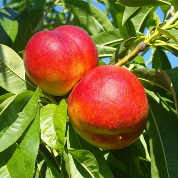 Prunus 'Firebright' 