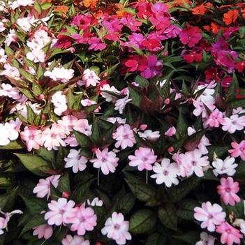 Impatiens 'Mixture' 