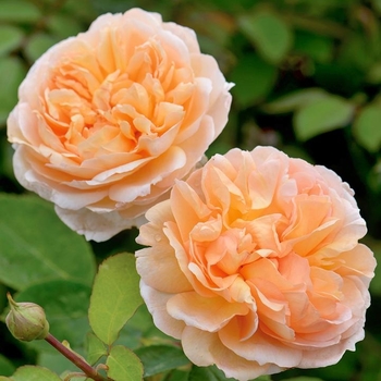 Rosa 'The Lady Gardener' 