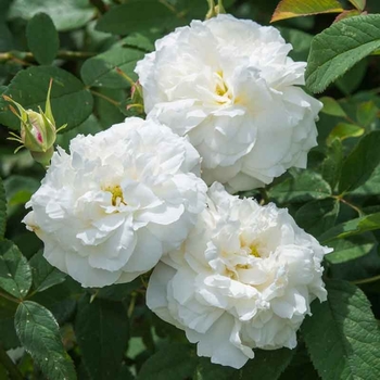 Rosa 'Susan William-Ellis' 