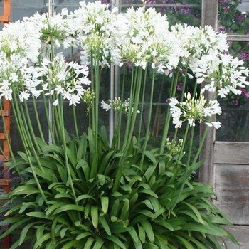 Agapanthus praecox ssp. orientalis 'Getty White' 
