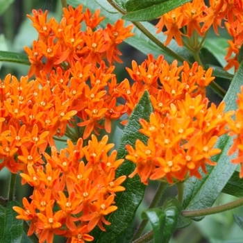 Asclepias curassavica