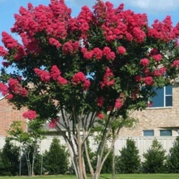 Lagerstroemia 'Scarlet' 