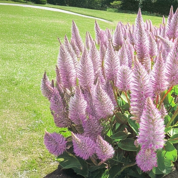 Ptilotus exaltatus 'Joey&reg;' USPP26798P2
