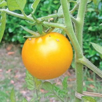 Solanum lycopersicon 'Sun Sugar' 