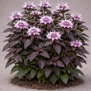 Monarda bradburiana 'Midnight Oil' 