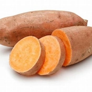 Solanum 'Georgia Jets' 