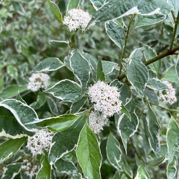 Cornus alba 'Elegantissima' 
