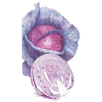 Brassica oleracea var. capitata 'Big Flat Head' 