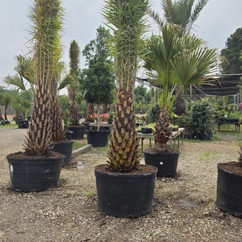 Phoenix sylvestris