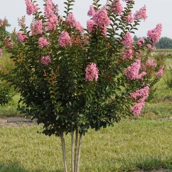 Lagerstroemia indica x fauriei 'Sioux' 