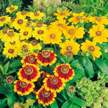 Rudbeckia hirta 'Toto' 