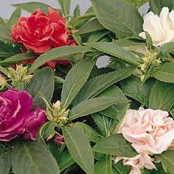 Impatiens balsamina