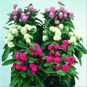 Gomphrena globosa 'Gnome Pink' 