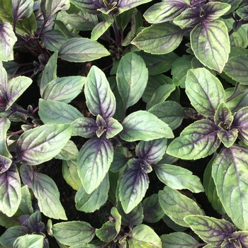 Ocimum kilimandscharicum x basilicum