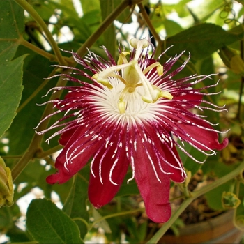Passiflora 'Lady Margaret' 
