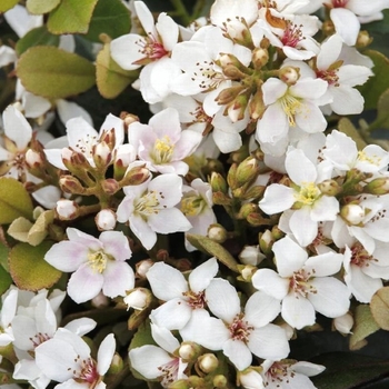 Rhaphiolepis x delacourii 'Corleyscourii' PP15544