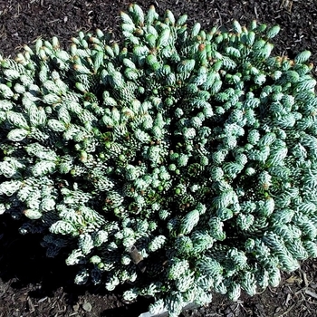 Abies koreana 'Kahout's Icebreaker' 
