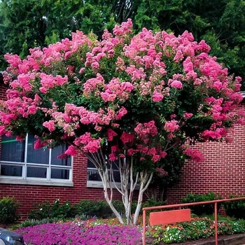 Lagerstroemia indica 'Whit VIII' PP16616
