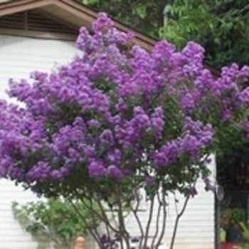 Lagerstroemia indica x fauriei 'Zuni'