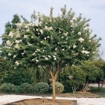 Lagerstroemia indica 'Sarah's Favorite' 