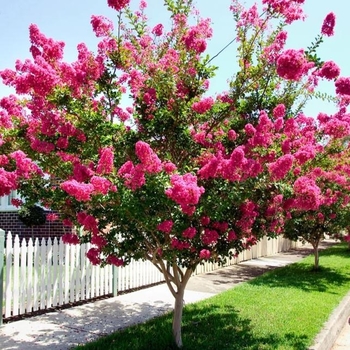 Lagerstroemia indica x fauriei 'Hopi' 