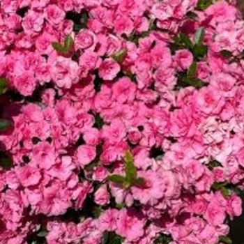 Rhododendron 'White Rosebud' 