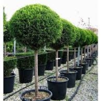 Cupressus x leylandii 'Murray' 