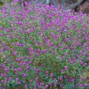 Dalea frutescens