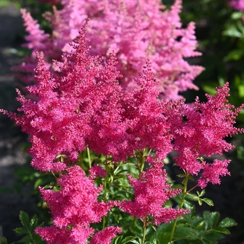 Astilbe 'Drum & Bass' PP14964
