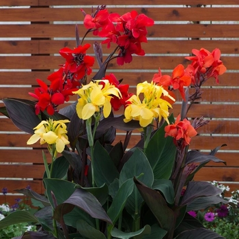 Canna x generalis