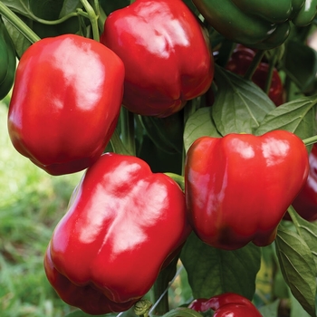 Capsicum annuum 'Red Knight' 