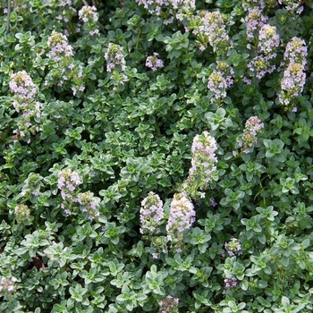 Thymus vulgaris 'French' 