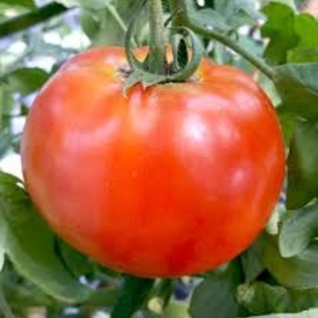 Solanum lycopersicon