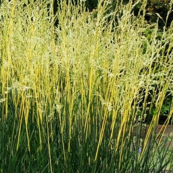 Festuca arundinacea 'Glow Sticks' 