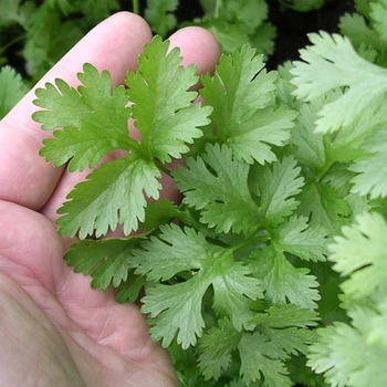 Capsicum annuum 'King Arthur' 