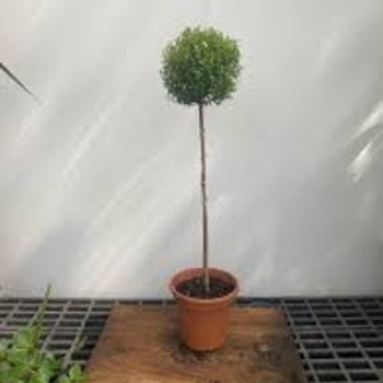 Podocarpus macrophyllus