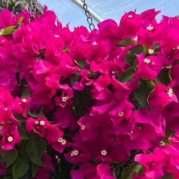 Bougainvillea 'Rpboug327' PP10950