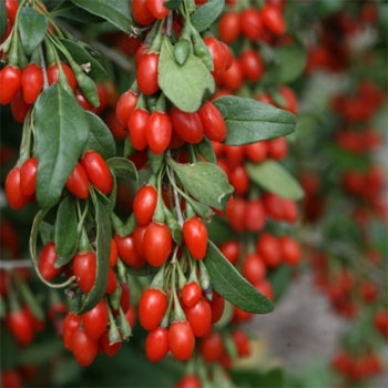 Lycium barbarum 'Firecracker' 